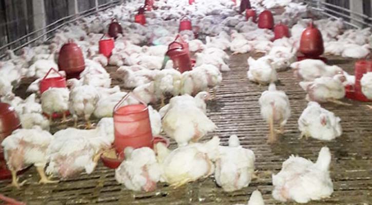 বেড়েছে মুরগির দাম, গরু-খাসির খবর কী?